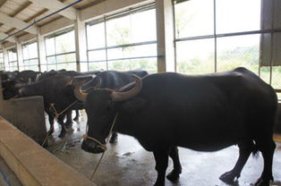 澳门四不像今晚开奖|经典案例解释落实_过度集.3.602