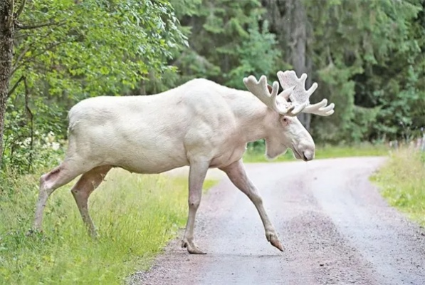 新澳门四不像凤凰版凤凰|探索未来无限可能_潮流版APP.2.886
