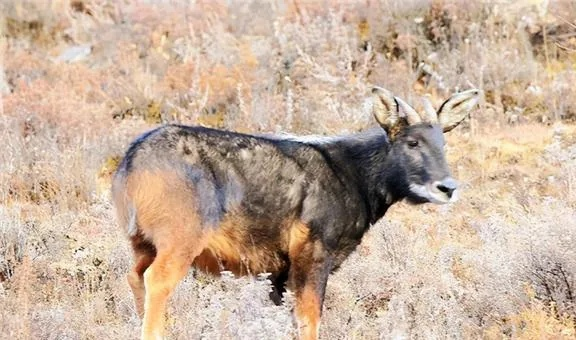 白小姐正版四不像最新版本|系统研究解释落实_创新版.9.332