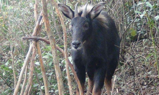 白小姐正版四不像最新版本|系统研究解释落实_创新版.9.332